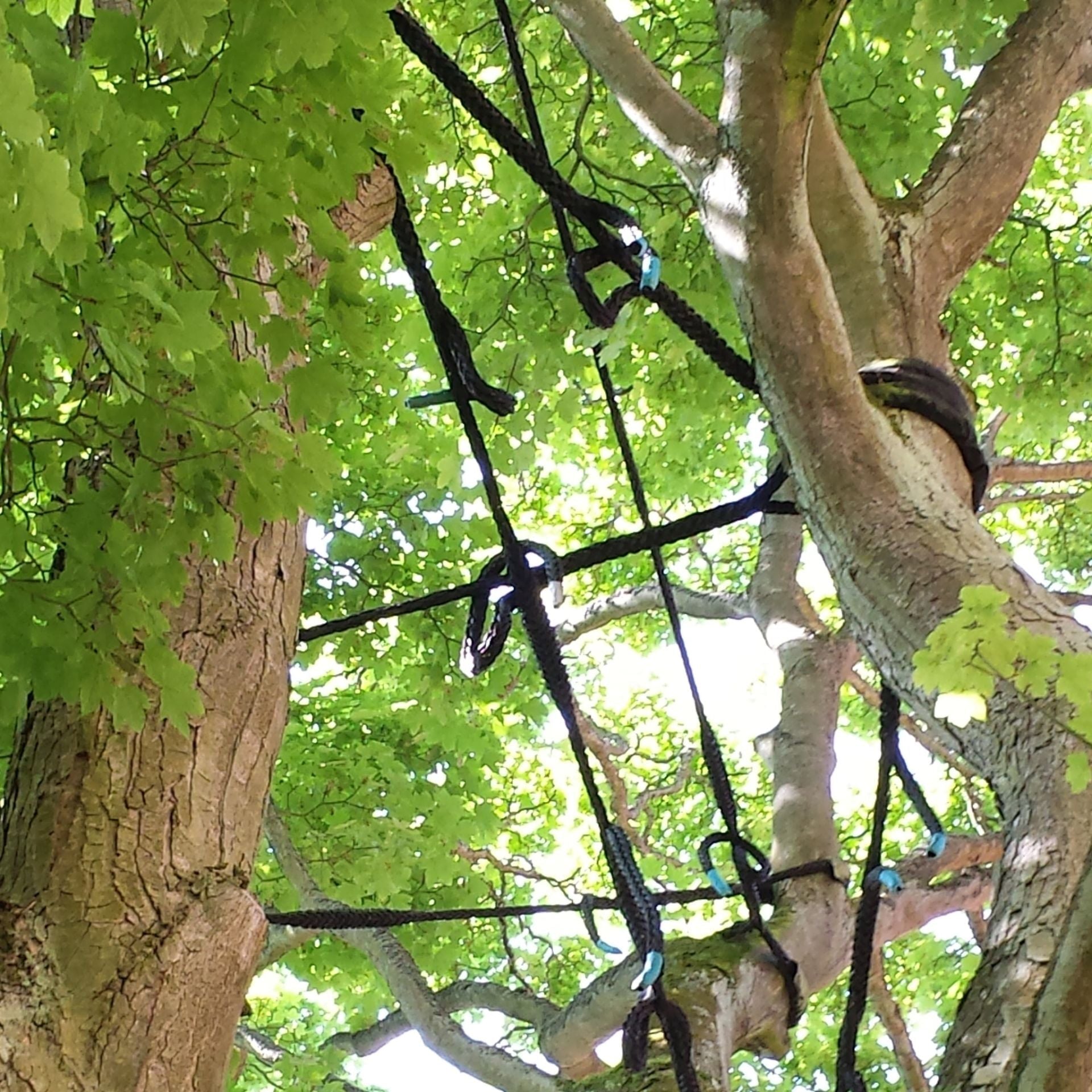 Kronensicherungsseil Kronensicherungsseile Seilflechter 